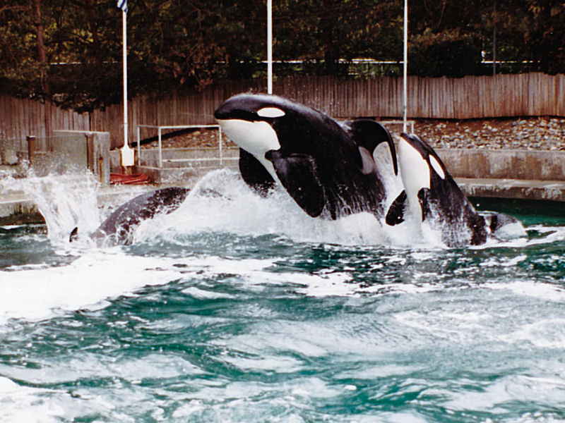 Vancouver Aquarium Whale show